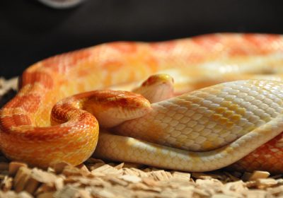 snakes, corn snakes, reptile