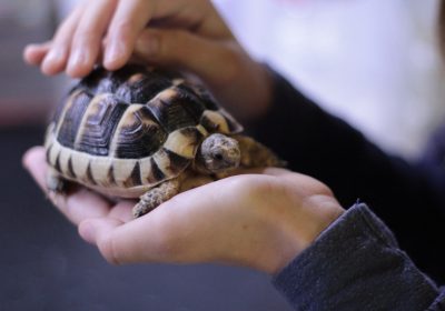 person holding turtle