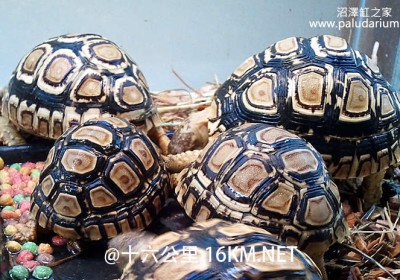 东部豹龟（东非豹纹陆龟）在南非野外散养失败的反思