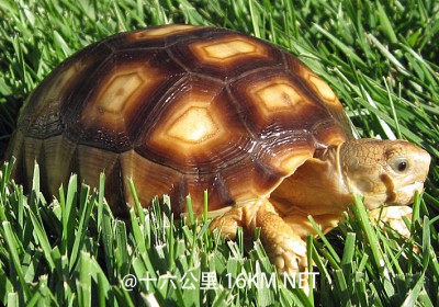 苏卡达象龟和豹龟幼体的饲育指南（2013 年版）