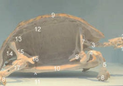 陆龟的骨骼结构