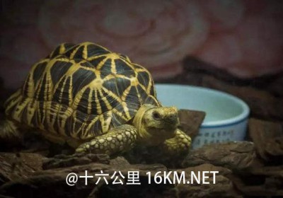 常见陆龟饲养湿度条件全攻略