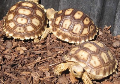 苏卡达象龟幼体涂抹龟甲养护膏的实验
