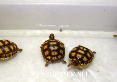 苏卡达象龟幼体不使用含有近红外线烤灯的实验