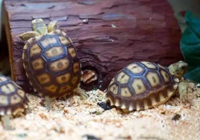 在低湿度环境下温度对于豹龟与苏卡达象龟幼体造成隆背的影响