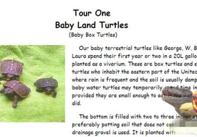 半水龟 | 箱龟苗饲育指南