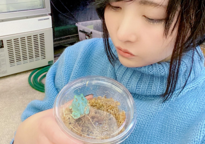 日本角蛙繁育大神大津善人繁殖的大津角蛙“梦幻天蓝”角蛙，售价堪称业界良心！