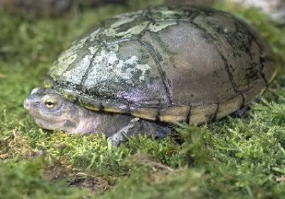 SIGS 乌龟饲育小册（11）：动胸龟