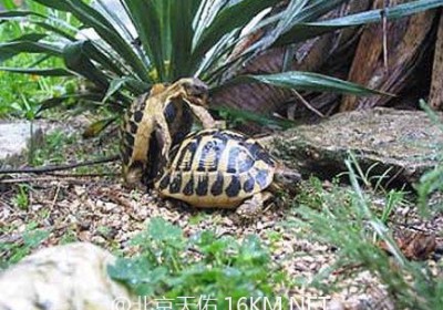 欧系陆龟的求偶、交配和繁殖