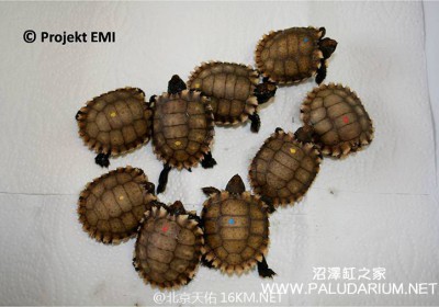 麒麟陸龜人工繁殖後代的四年飼養經驗 | 凹甲陆龟