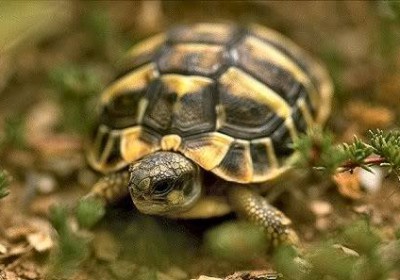 SIGS 陆龟饲养手册（13）：地中海陆龟的养育