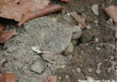 欧系陆龟的冬眠方式与地点