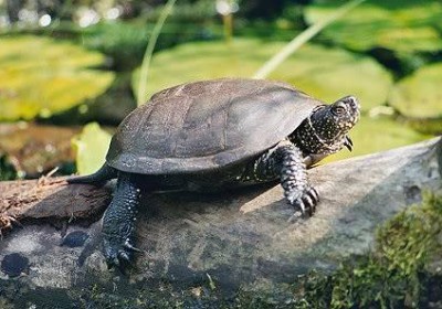 SIGS 陆龟饲养手册（03）：欧洲泽龟