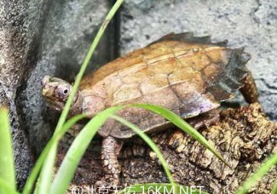 SIGS 乌龟饲养手册（02）：地龟（黑胸叶龟） | 物种介绍