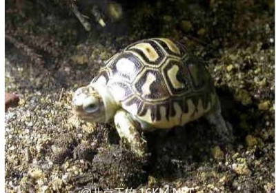 豹龟的仔龟饲育