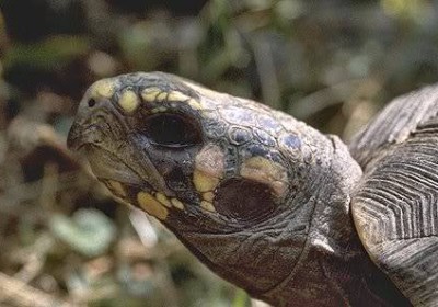 SIGS 烏龜飼育小冊（17）：紅腿象龜