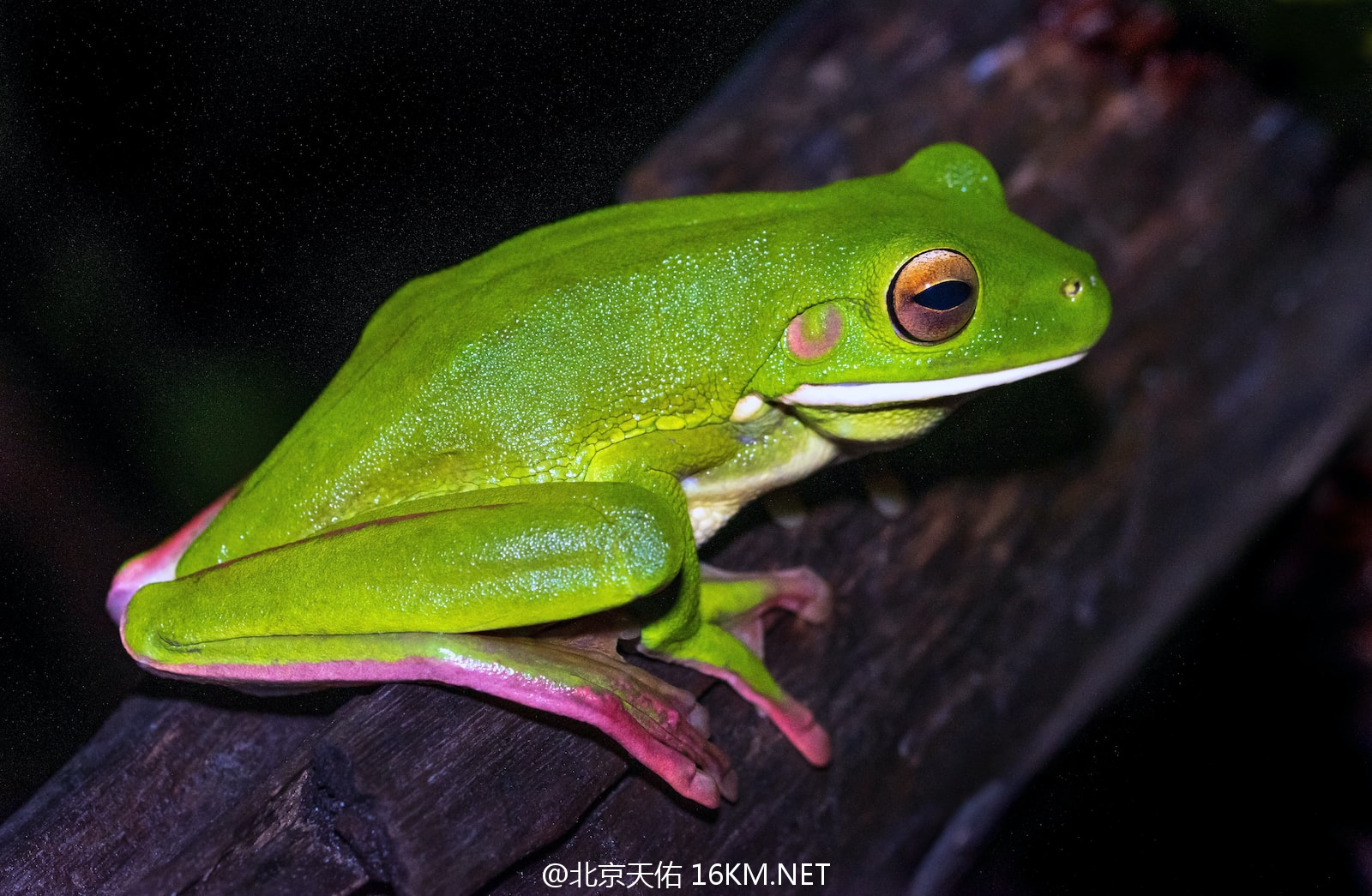 green frog on brown tree branch