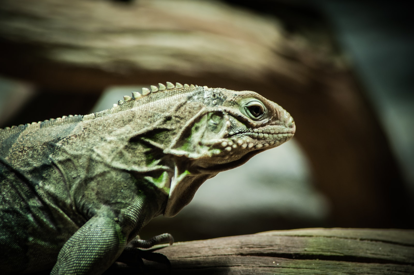 selective focus photography of green iguana