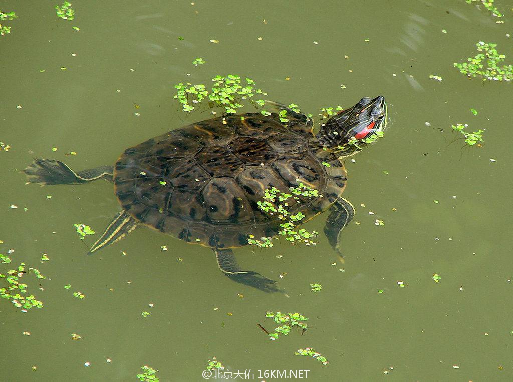 1024px-tortue-de-floride-amiens_orig