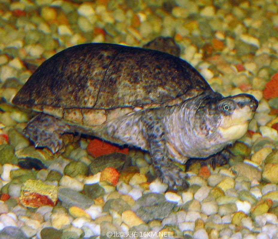 1188px-common-musk-turtle_orig