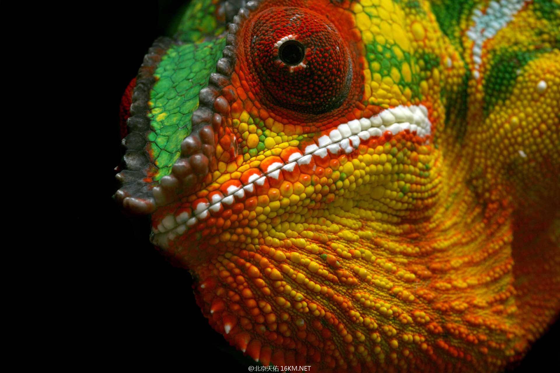 Careguides_Furcifer_pardalis17 Careguides_Furcifer_pardalis17