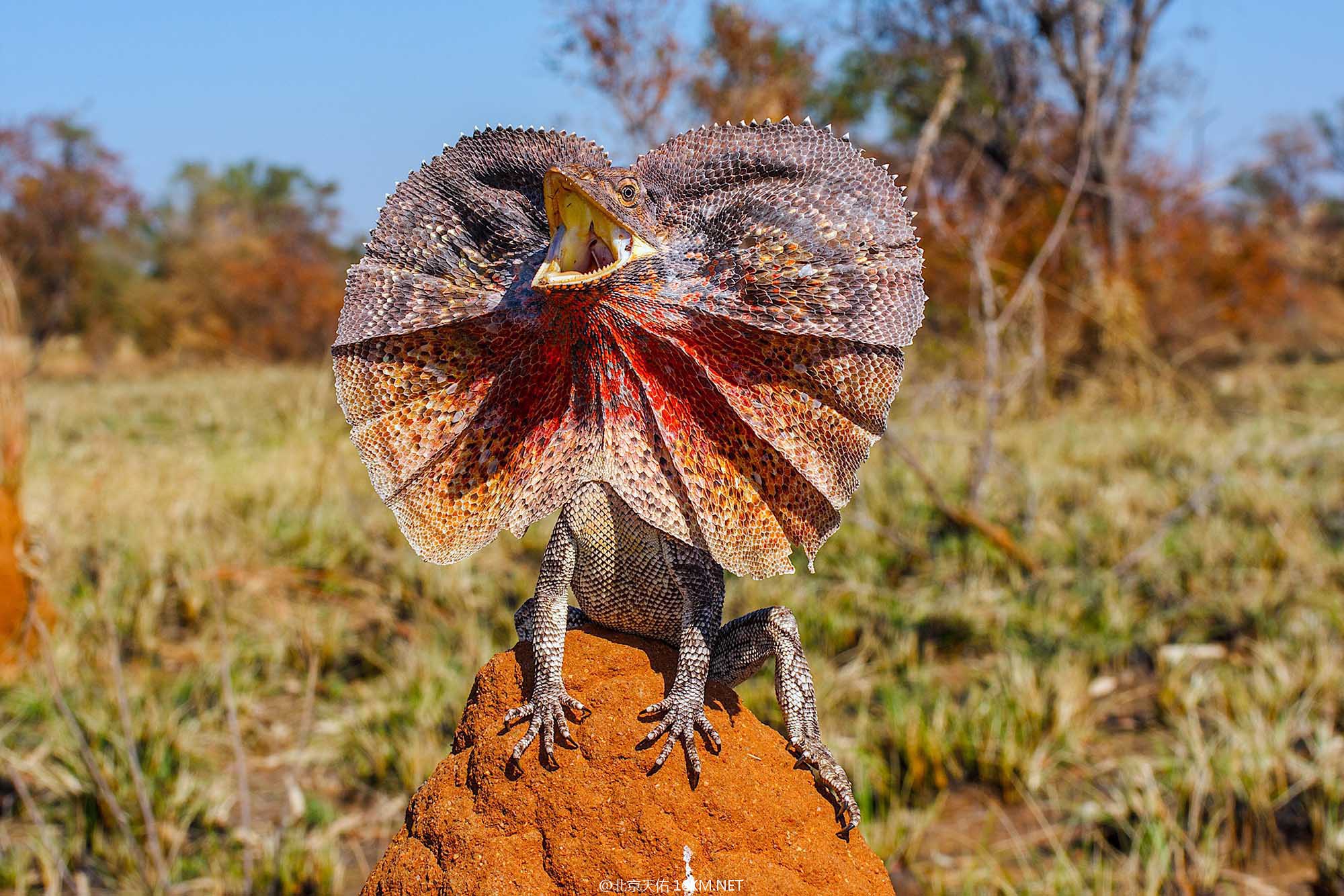 Chlamydosaurus-kingii Chlamydosaurus-kingii