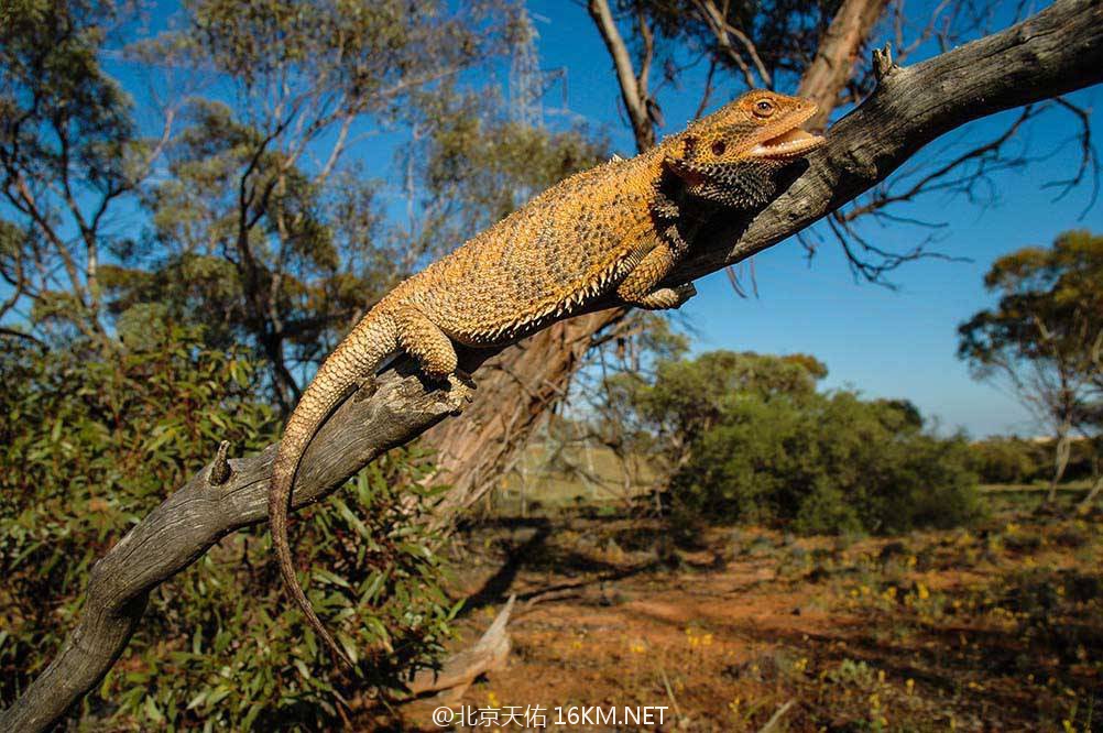 Pogona_vitticeps-1 Pogona_vitticeps-1
