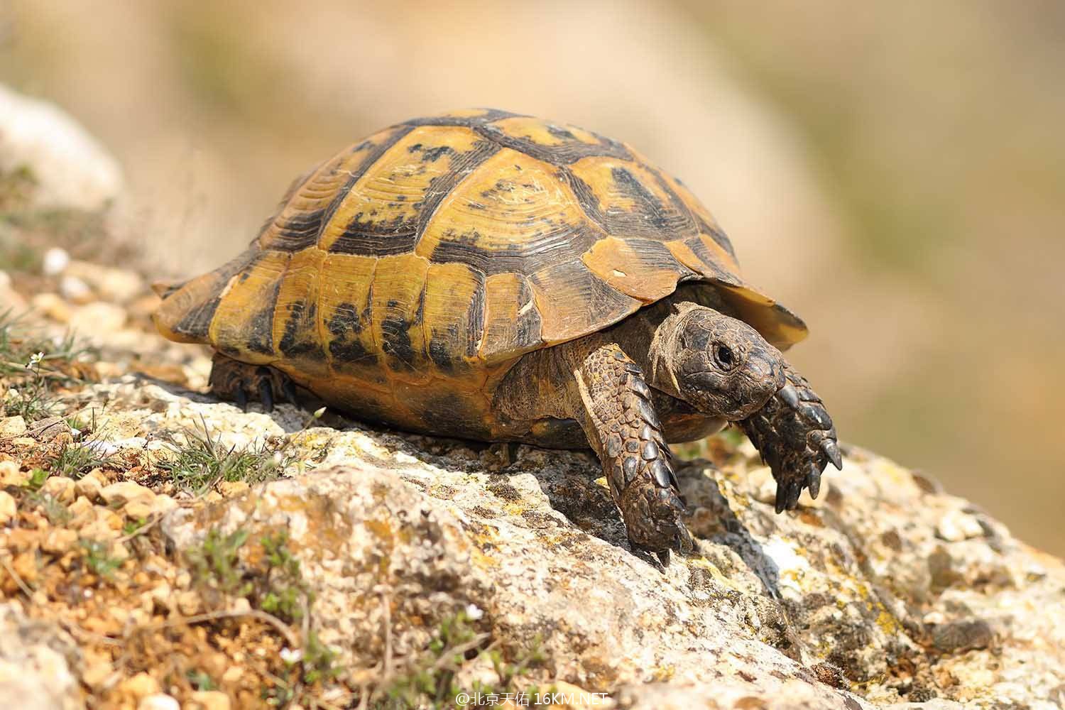 Testudo-graeca Testudo-graeca