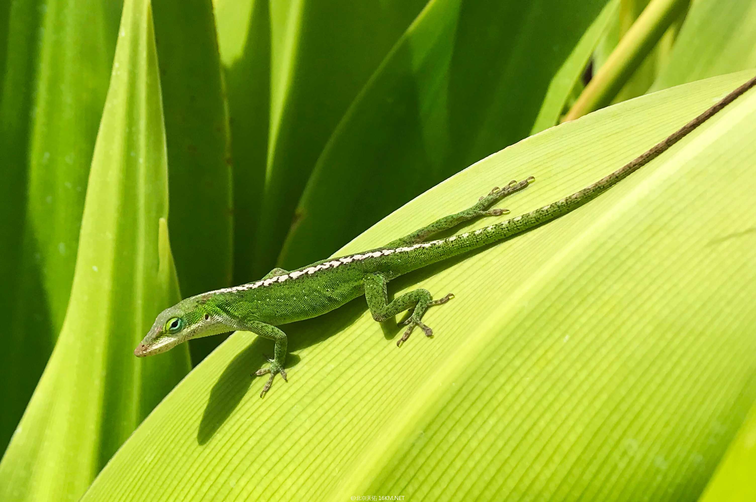 anole_basking anole_basking