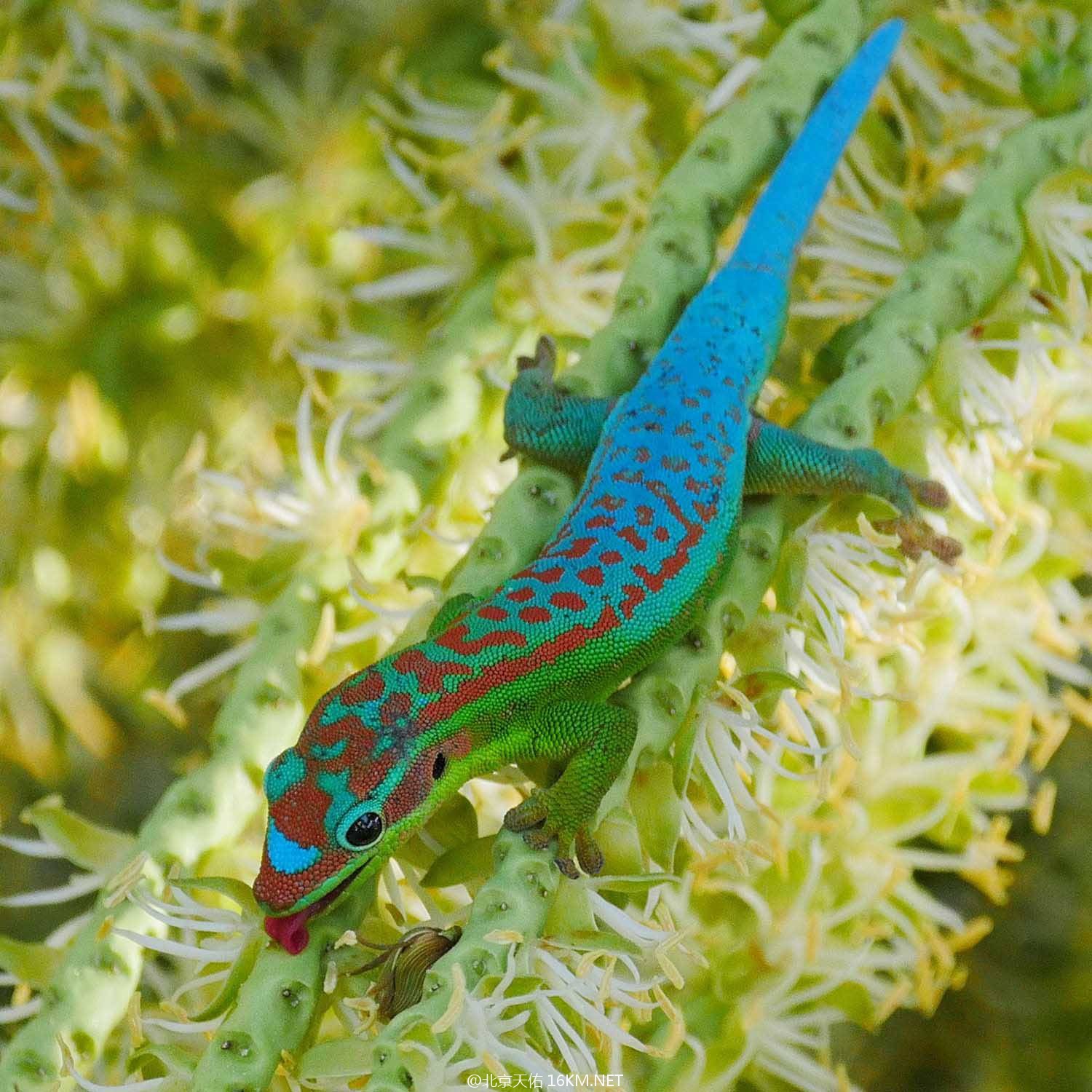 nectar_cepediana nectar_cepediana