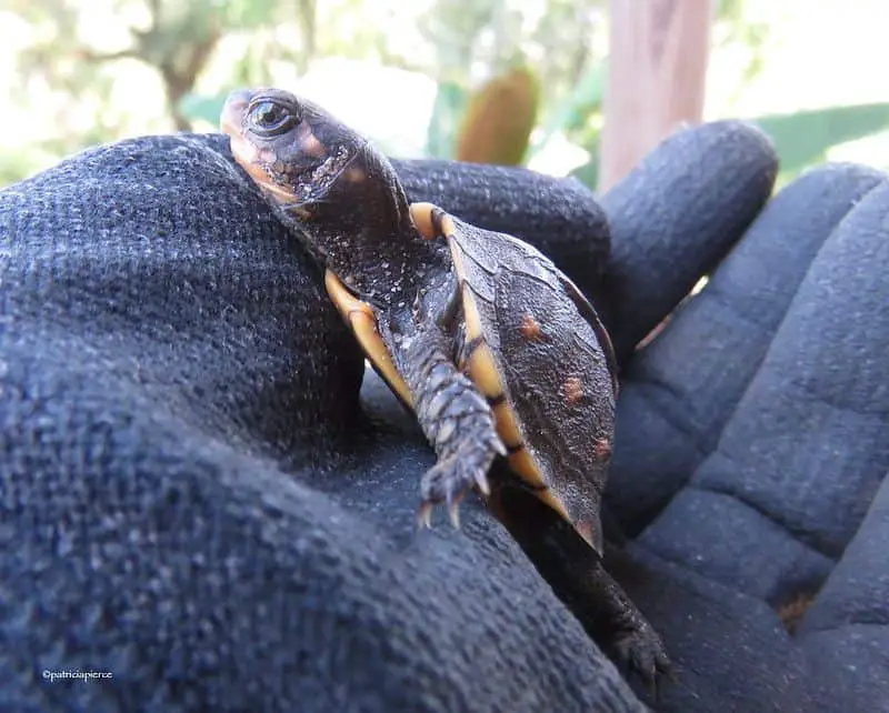 Baby-box-turtle-on-hand