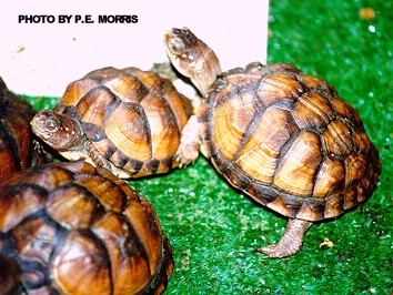 Box-Turtle-Hatchlings