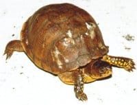 Box-Turtle-Shell-Rot