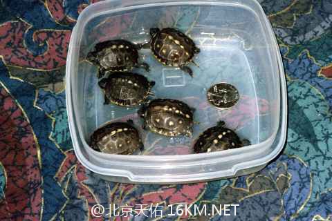 Box-turtle-babies