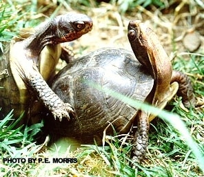 Box-turtle-breeding