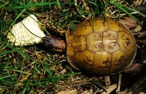 Box-turtle-eating-corn-on-a-cob