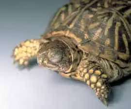 Box-turtle-health-issues-swollen-and-closed-eyes