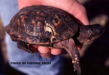 Box-turtle-health-shell-cracked