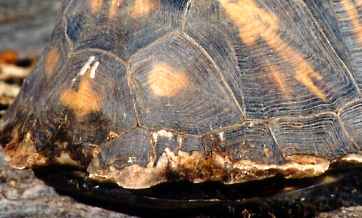 Box-turtle-shell-Dogbite