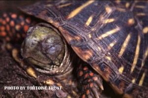 Box-turtle-with-swollen-eyes