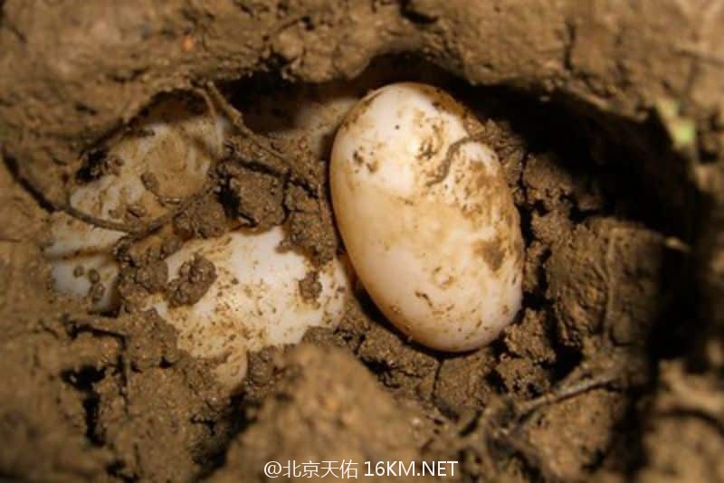 Breeding-Box-Turtles-Eastern-box-turtle-eggs