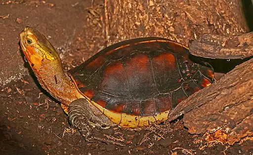 Cuora-flavomarginata-Chinese-box-turtle