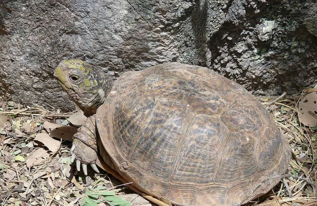 Desert-box-turtle-1024x664-1