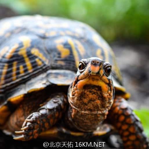 Eastern-Box-Turtle-Close-Up-Picture-1 Eastern-Box-Turtle-Close-Up-Picture-1