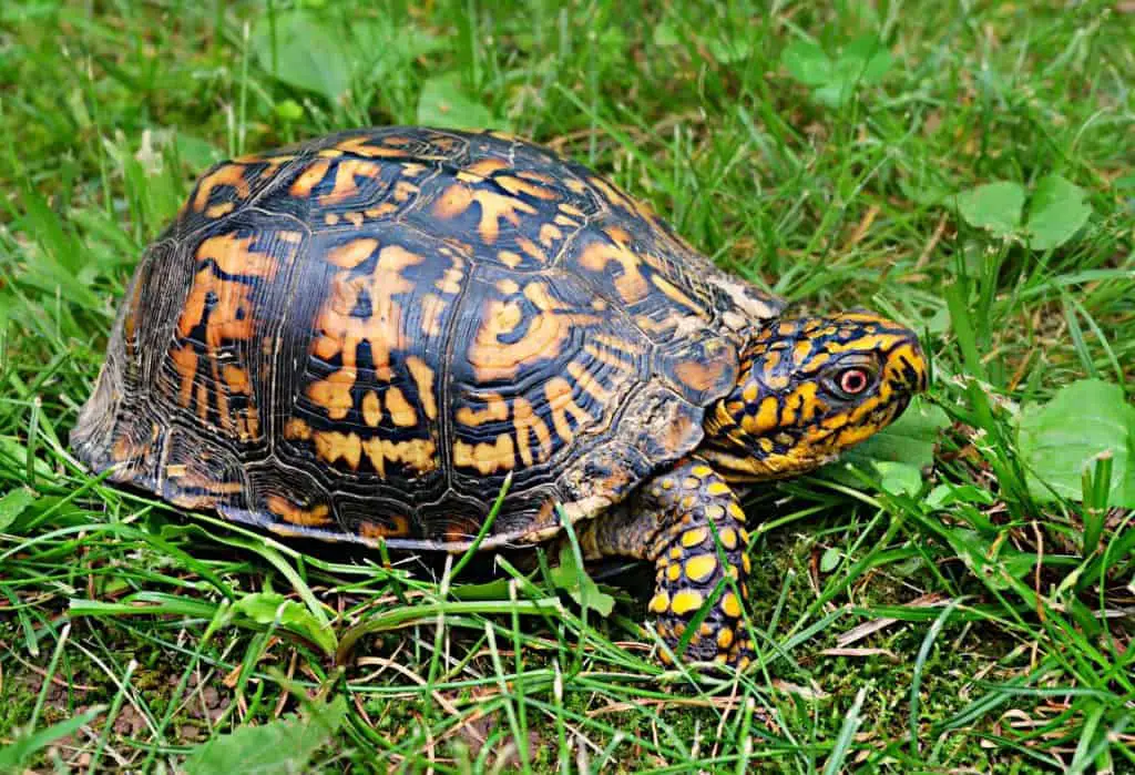 Eastern-box-turtle-1024x699-1