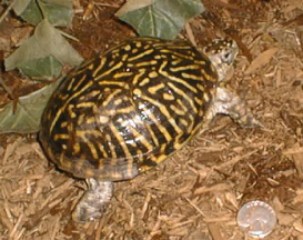 Female-Western-Ornate-box-turtle