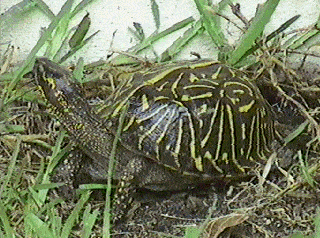 Florida-Box-Turtle