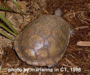 Gulf-Coast-box-turtle