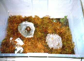 Housing-to-breed-box-turtles