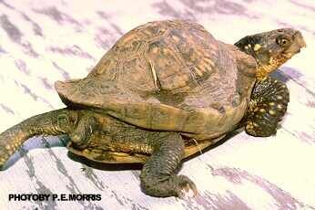 Irregular-shell-growth-box-turtle-diseases